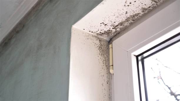 Best Real Estate Mold Inspection  in Missoula, MT