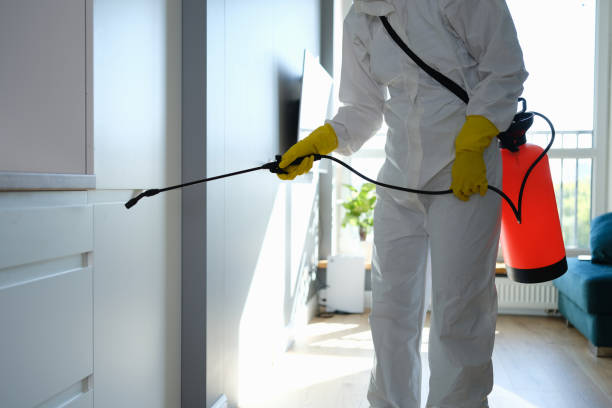 Best Mold Odor Removal Services  in Missoula, MT